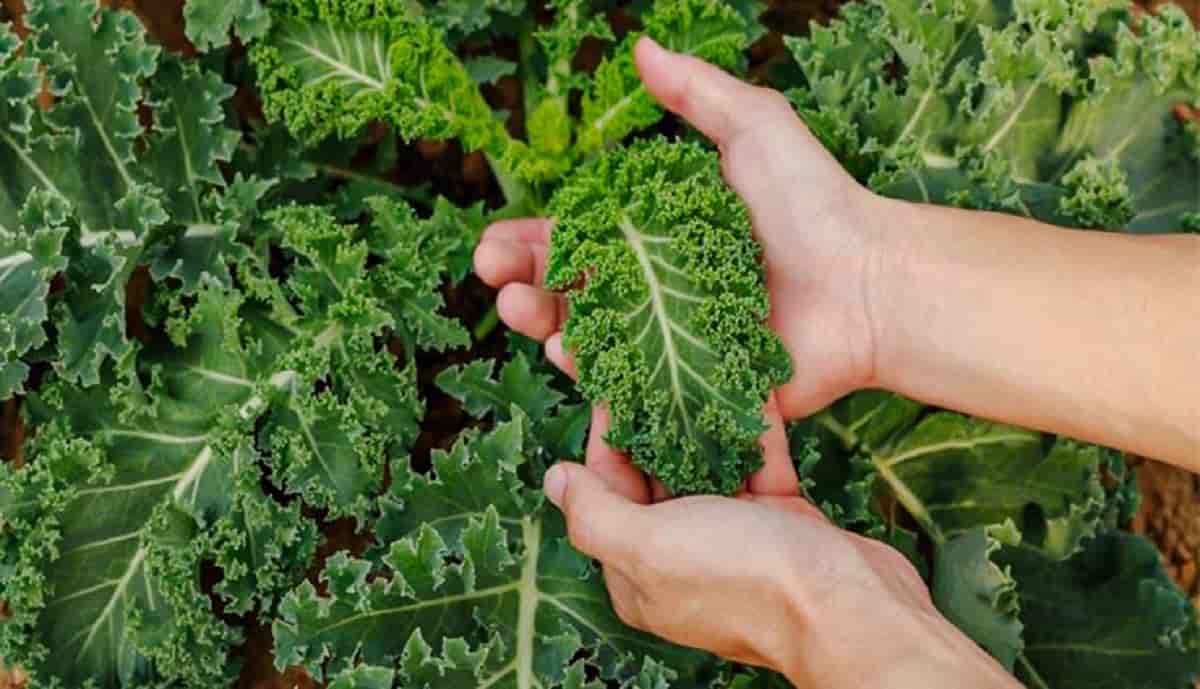 تصویر 4 از خرید کلم کالی + فروش صادراتی